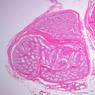 B82, Testis, 1x (H&E)