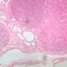 B86, Testis (Prepubertal), 2.5x (H&E)