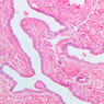 B79, Testis (Rete Testis), 20x (H&E)