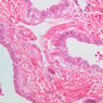 B79, Testis (Rete Testis), 40x (H&E)