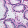 B81, Testis (Tubuli Recti), 40x (PAS)
