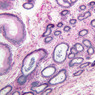 B81, Testis (Efferent Ductules), 10x (PAS)