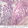 B81, Testis (Efferent Ductules), 2.5x Labeled (PAS)