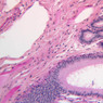 B81, Testis (Efferent Ductules), 20x (PAS)