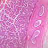 B80, Epididymis (Tail), 2.5x (H&E)