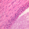 B80, Epididymis (Tail), 40x (H&E)