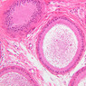 B80, Epididymis (Head), 20x (H&E)