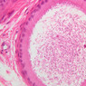 B80, Epididymis (Head), 40x (H&E)