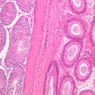 B80, Epididymis (Head), 10x (H&E)