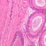 B80, Epididymis (Head), 20x (H&E)
