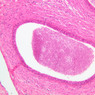 B80, Epididymis (Head), 10x (H&E)