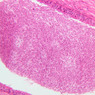 B80, Epididymis (Head), 20x (H&E)