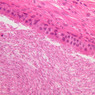 B80, Epididymis (Head), 40x (H&E)