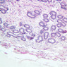 B81, Epididymis, 10x (PAS)