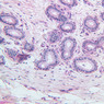 B81, Epididymis, 20x (PAS)