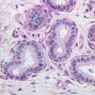 B81, Epididymis, 40x (PAS)