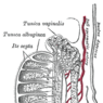 GrossAnatomy_MaleReproduction
