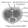 GrossAnatomy_MaleReproduction
