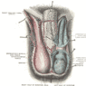 GrossAnatomy_MaleReproduction