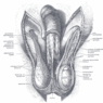 GrossAnatomy_MaleReproduction
