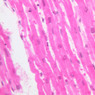 A25, Cardiac Muscle, 40x (H&E)