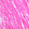 A25, Cardiac Muscle, 40x (H&E)