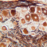 A89, Dorsal Root Ganglion, 20x (Ag)