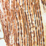 A89, Dorsal Root Ganglion, 40x (Ag)