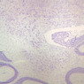 Neural Tissue
