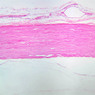 Neural Tissue