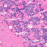 Neural Tissue