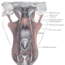 GrossAnatomy_OralCavity