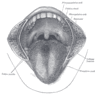 GrossAnatomy_OralCavity