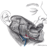 GrossAnatomy_OralCavity