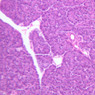 B36, Pancreas, 20x (H&E)