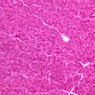 B36, Pancreas, 20x (H&E)