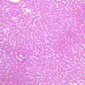 B29, Liver, 10x (H&E)