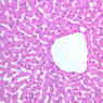 B29, Liver, 20x (H&E)