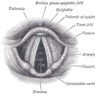 GrossAnatomy_Respiratory