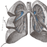 GrossAnatomy_Respiratory