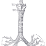 GrossAnatomy_Respiratory
