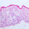 A48, Abdominal Skin (Dark), 40x (H&E)